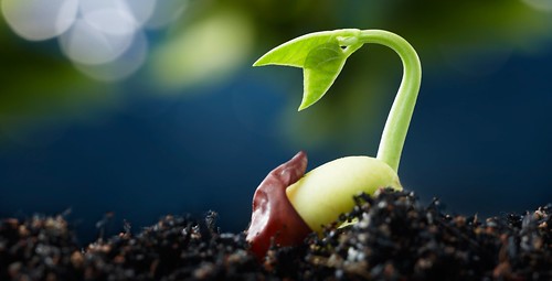 Planting The Seeds For Growth Bolton Community Church